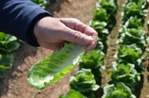 Rijk Zwaan ofrece texturas crujientes y sabrosas con Cruchy Cos y Snack Lettuce©
