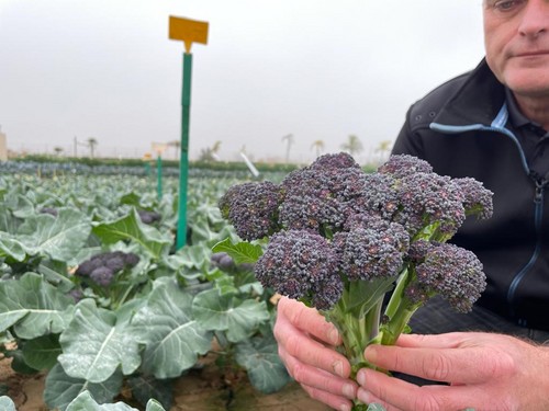 Bejo muestra sus novedades en hoja y brásicas en el Campo de Cartagena