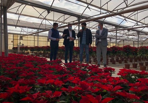 Convocatoria adicional para el año 2021 de ayudas por la crisis sanitaria del COVID-19, en el sector de flor cortada y planta ornamental