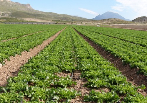Sipcam celebra con Zenith® A26  sus 25 años de Azadiractin