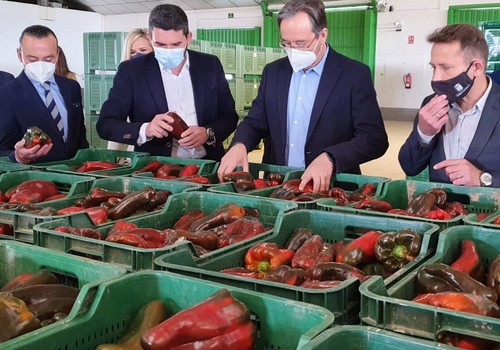 La calidad del pimiento de la Región permite su consolidación en mercados europeos y aumentar las ventas por exportaciones un 8 por ciento