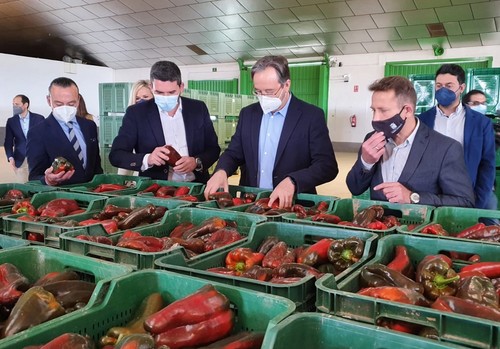 La calidad del pimiento de la Región permite su consolidación en mercados europeos y aumentar las ventas por exportaciones un 8 por ciento