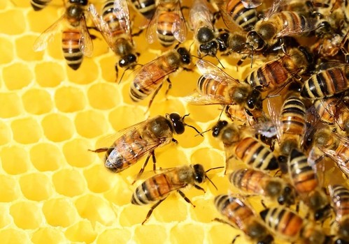 La Comunidad organiza un curso sobre apicultura para poner de relieve su utilidad a la hora de diversificar la producción en explotaciones agrarias