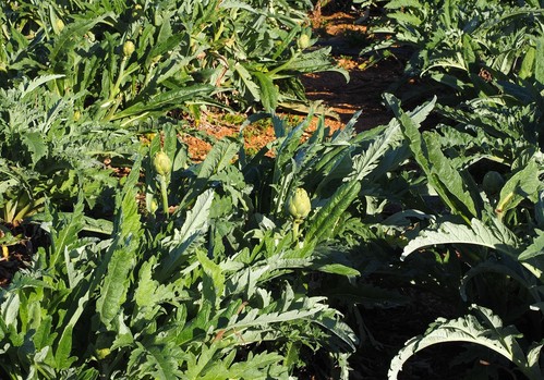 El Ministerio de Agricultura, Pesca y Alimentación convoca los Premios de Excelencia a la Innovación para Mujeres Rurales