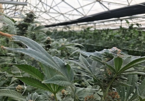Comprender cómo controlar la araña roja en el cannabis medicinal