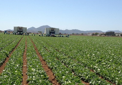 Lechugas resistentes a la nueva raza Bremia  BL: 37EU fruto de la investigación de ISI Sementi