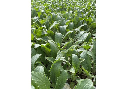 Nuevos sustratos de Projar para injerto de melón, sandía y alcachofa