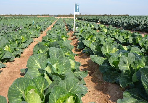 Rijk Zwaan prepara el otoño-invierno de 2022