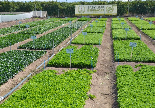 Syngenta, innovación y resistencias en lechuga y brásicas para una agricultura más sostenible