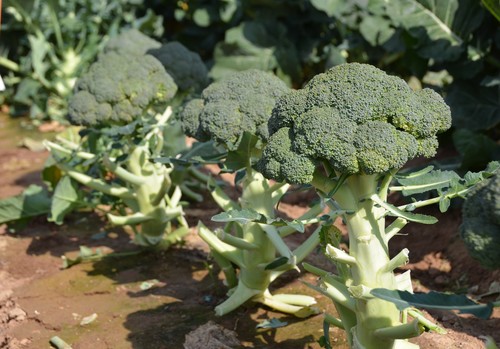 Rijk Zwaan completa los ciclos de invierno en bró-coli con una postcosecha insuperable