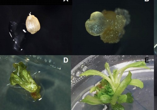 El Ministerio de Ciencia e Innovación renueva el galardón a Meridiem Seeds como empresa innovadora