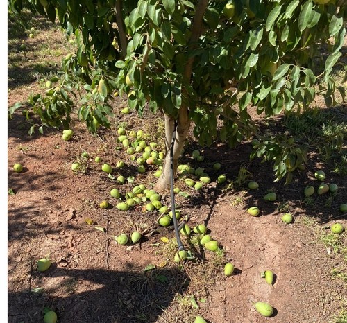 COAG Murcia alerta de las consecuencias de las altas temperaturas en cultivos de la Región