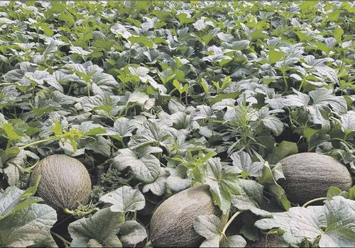 La defensa y promoción del melón preocupa en el sector agrario