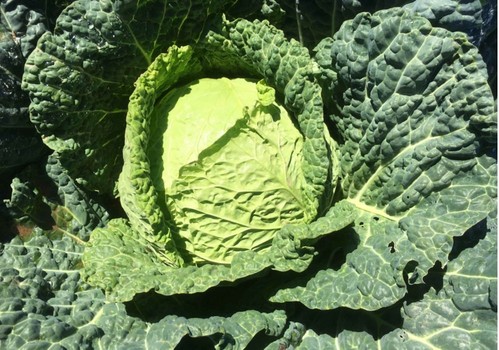 Tozer Ibérica presenta sus nuevas variedades de semillas hortícolas