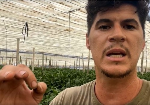 Bernabé vuelve a la carga y anima a los agricultores a ir a la huelga: 'si tenemos que tirar nuestro producto, el que venga de fuera también, como en Francia'