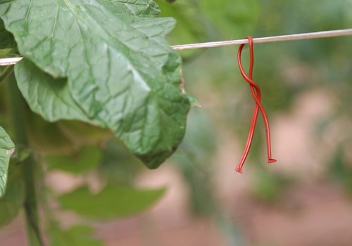 Isonet® T y Rapax® AS, las soluciones  para el control de Tuta absoluta en tomate