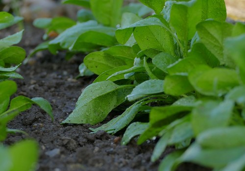 El Ministerio actualiza la aplicación para dispositivos móviles del Sistema de Información Agroclimática para el Regadío