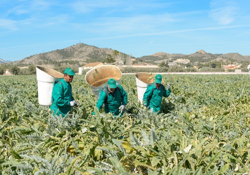 Productores de alcachofa afrontan con optimismo una nueva campaña