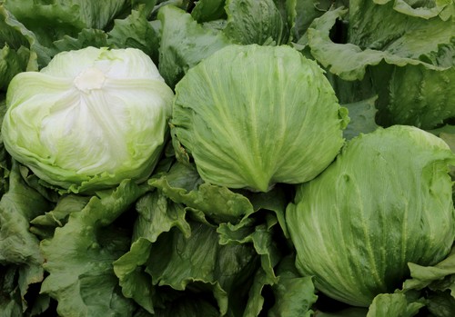 Meridiem Seeds incorpora nuevas resistencias a Bremia y Fusarium en sus variedades comerciales de lechuga