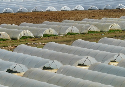 Preocupación por el fuerte incremento de los costes que marcará la campaña de hortalizas y frutas