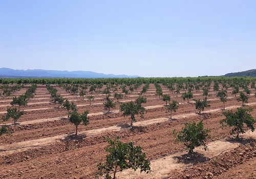 El Gobierno modifica las bases reguladoras para la concesión de ayudas a proyectos innovadores de productividad y sostenibilidad agrícola