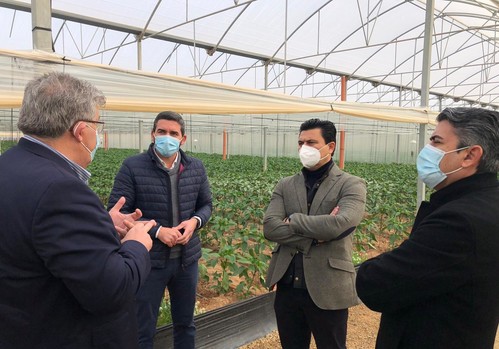 Luengo destaca el liderazgo de la Región de Murcia en innovación del sector agrario con el desarrollo de invernaderos de última generación