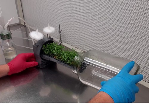 Reducen en un 80% el tiempo de manipulación de los cultivos vegetales in vitro gracias a un biorreactor desarrollado por IRTA