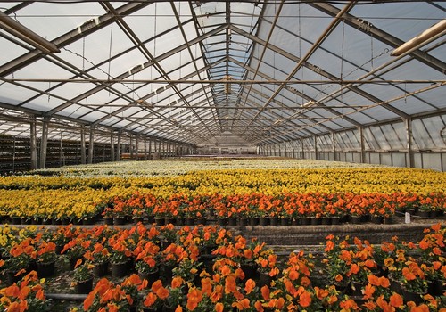 Los viveros españoles produjeron flores y plantas por valor de 900 millones de euros en 2021