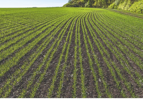 Llega al campo español Revycare®, el nuevo y esperado fungicida de BASF que marcará un antes y un después en el cuidado del cereal
