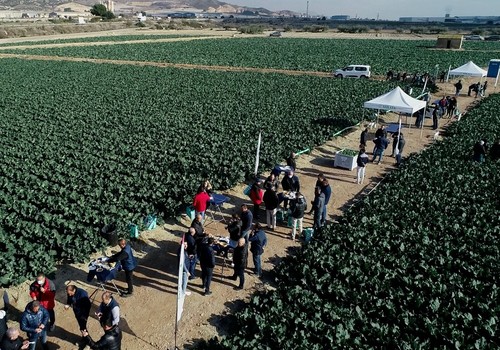 Ulysses, la variedad estrella de brócoli, consolida el liderazgo de Sakata conquistando a productores y consumidores