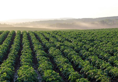 Bayer presenta sus avances en I+D para la industria agrícola