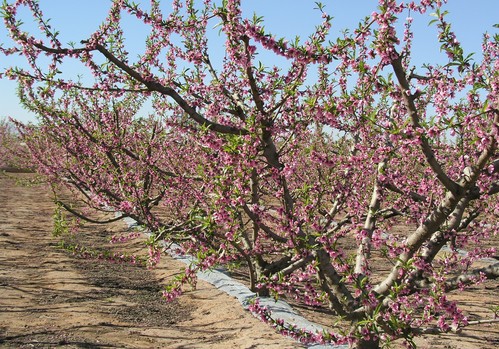 Abonado a la línea portagoteros para mejorar el rendimiento de los frutales