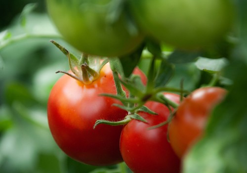 IQV Agro España garantiza una ventaja competitiva al agricultor con el uso de sus cobres