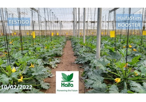 HaifaStim™, la gama de bioestimulantes con resultados evidentes en cultivo de invernadero