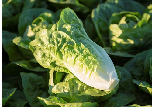 Resistencia y calidad se aúnan en las variedades de lechuga de Vilmorin-Mikado