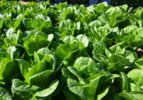 El agricultor asegura con los cobres de IQV Agro España el éxito en sus cultivos