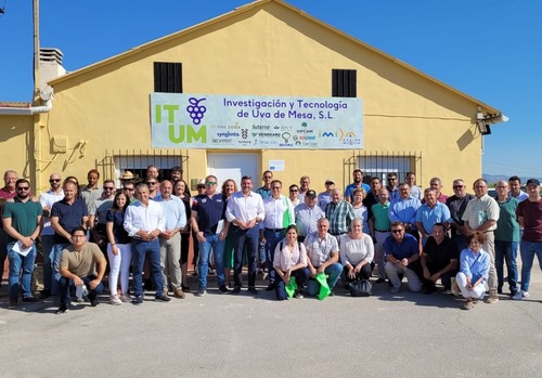  La variedad ITUM de uva de mesa creada por el IMIDA se cultiva en diez países de los cinco continentes con 1.500 hectáreas en producción