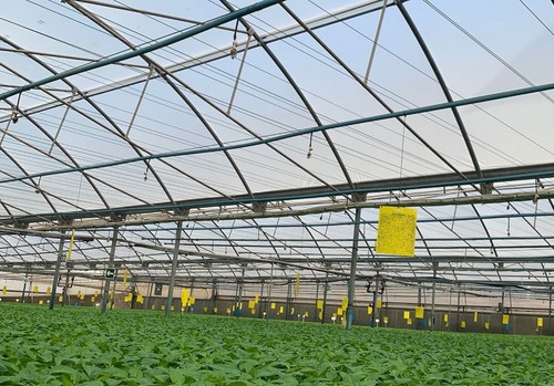 Las eficaces ventajas de los plásticos de Ginegar garantizan una mayor productividad del cultivo