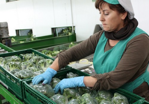 Los productores de brócoli y coliflor afrontan una de las campañas más complejas en años