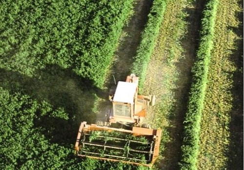 Los agricultores y ganaderos españoles podrán recibir hasta 3.386 millones de euros en pagos anticipados de la PAC