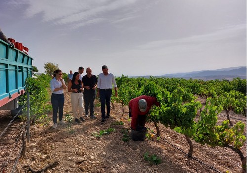  Comienza la vendimia en la Región de Murcia con el objetivo de alcanzar 80.000 toneladas de uva de excelente calidad