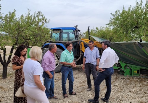 La Región será la tercera productora de almendra de España pese a las lluvias intensas de primavera y a la sequía