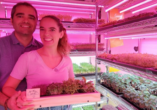 Pedro Antonio García, máster en I+D Agroalimentario: «Los microvegetales multiplican aroma, sabor y nutrientes»