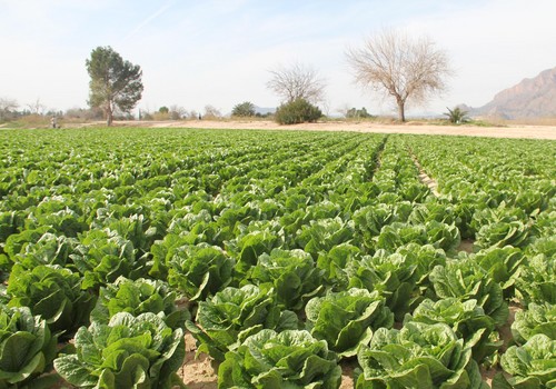 SQM pone en el mercado Ultrasol®ine K Plus para ofrecer a los cultivos la dosis idónea de yodo