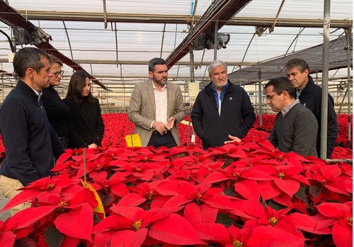 La Región de Murcia se reafirma como referencia en la producción de flor de Pascua con un 20 por ciento del total nacional