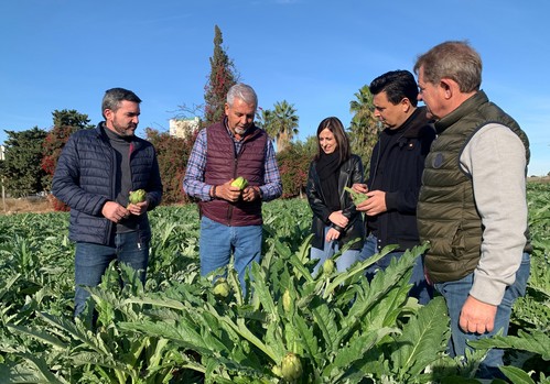  La Región de Murcia es la mayor exportadora de alcachofa con un 30 por ciento del total nacional