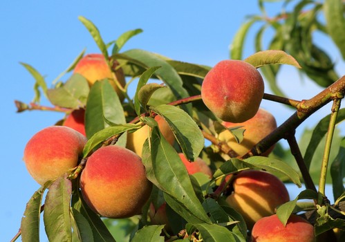 El Gobierno publica la orden de módulos con una rebaja mínima del 25 % en el IRPF 2022 para 800.000 agricultores y ganaderos