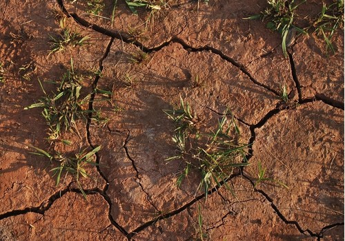 Los préstamos al sector agrario para hacer frente a la sequía podrán solicitarse desde el lunes