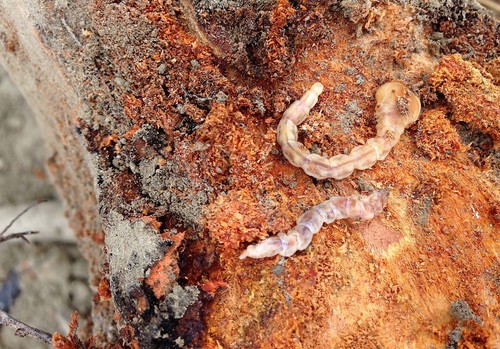 Troyan®, la solución biológica frente a la plaga del gusano cabezudo en almendro