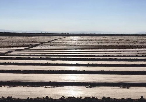 Los plásticos de desinfección de Ginegar maximizan las cosechas y mejoran la rentabilidad del agricultor